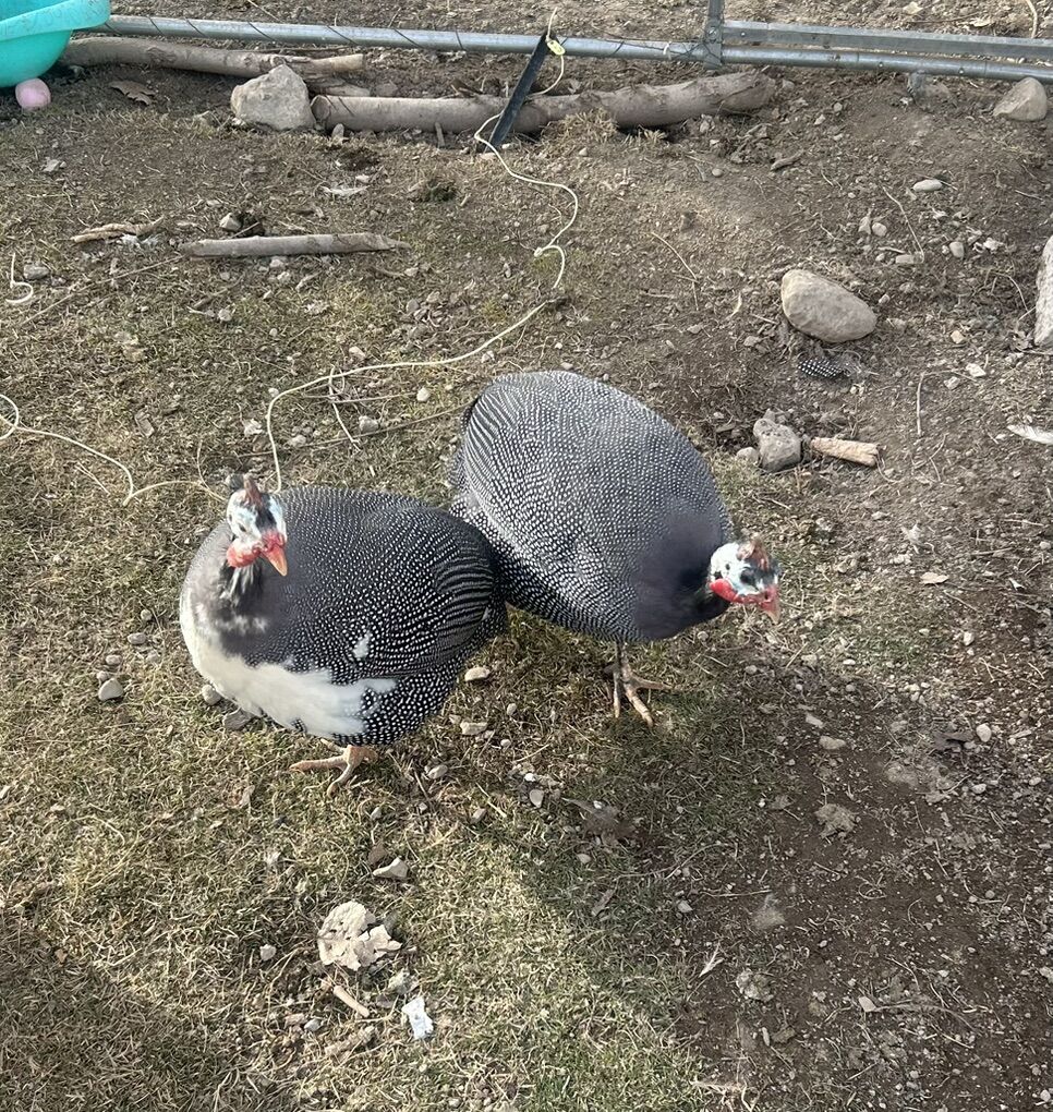 Guinea Fowl