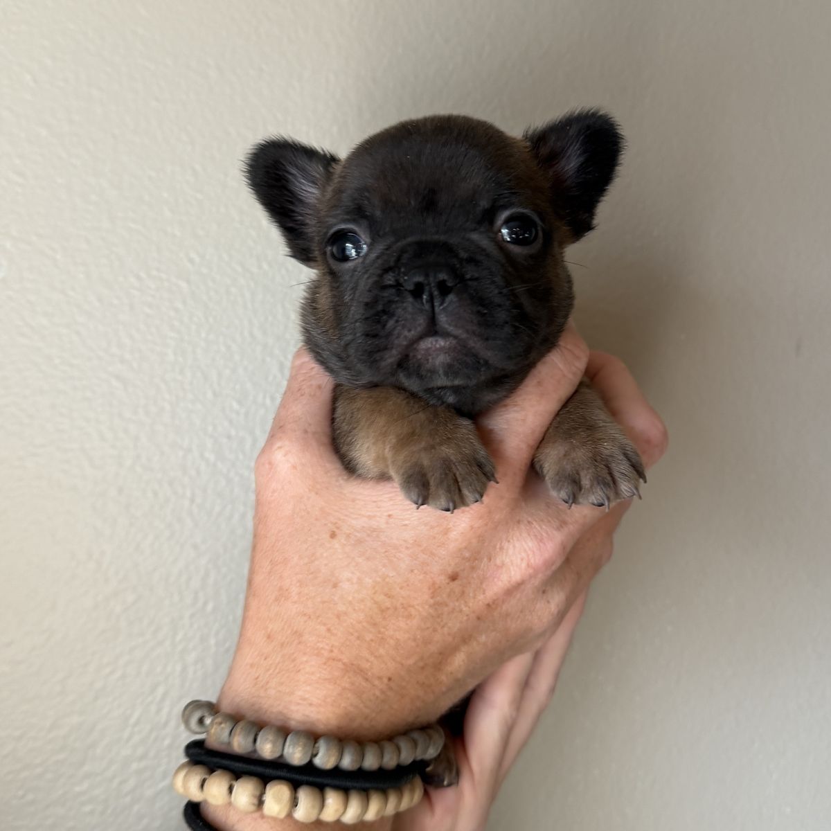 French bulldog puppies 
