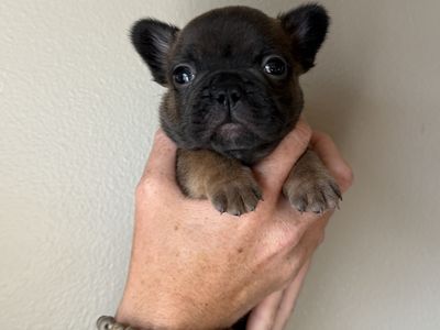 French bulldog puppies