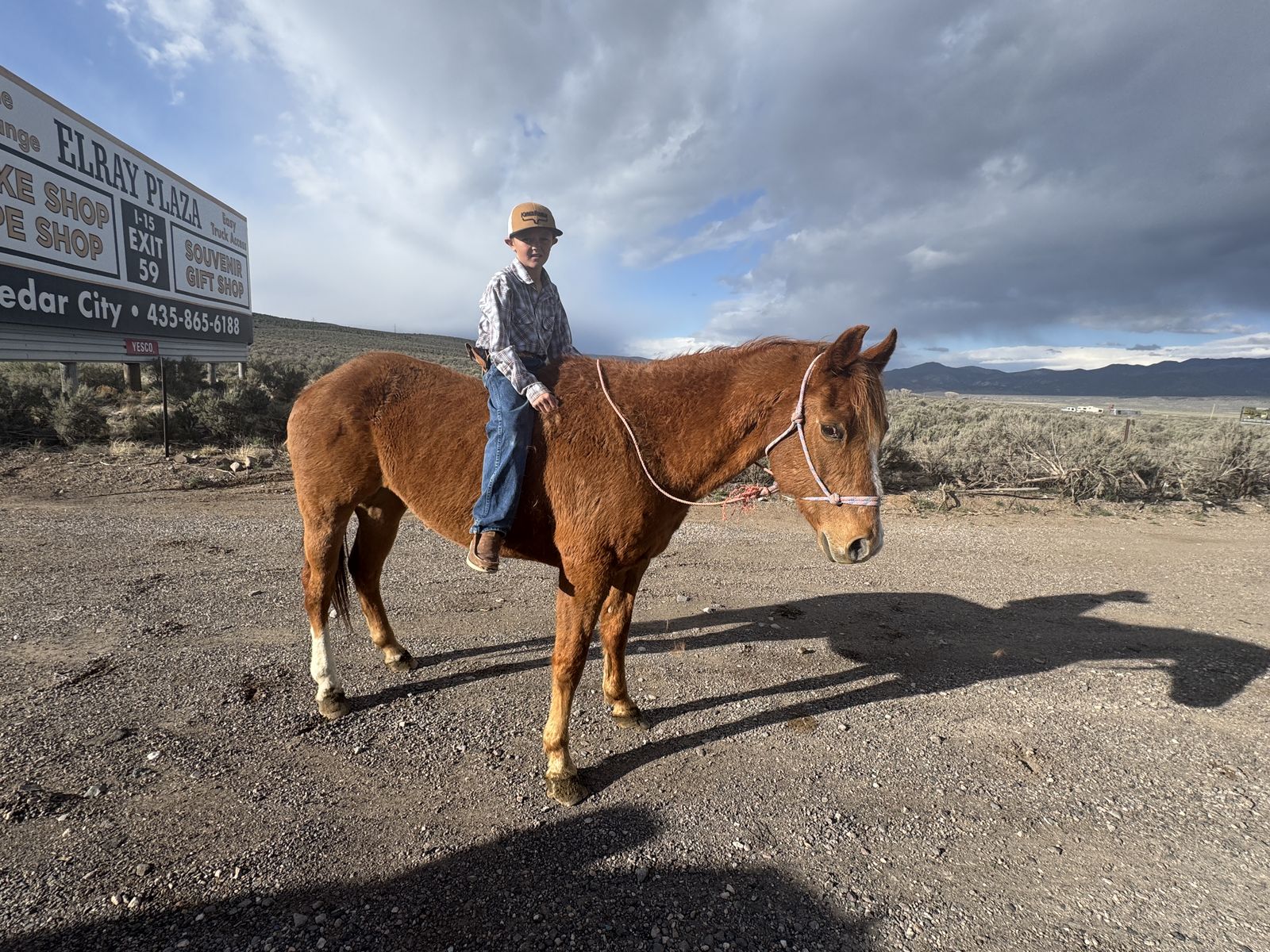 BEGINNER FRIENDLY/KIDS HORSE