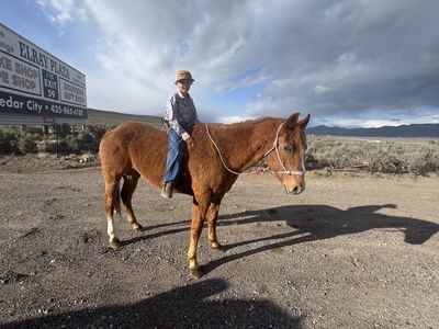 BEGINNER FRIENDLY/KIDS HORSE