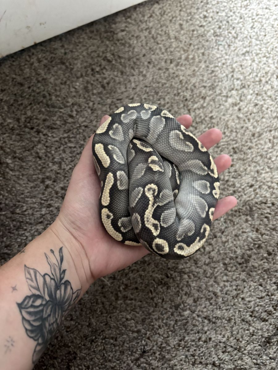 Mystic GHI Ghost Ball Python - Male 