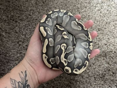 Mystic GHI Ghost Ball Python - Male