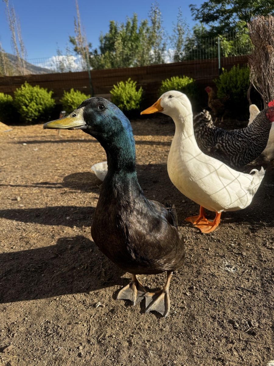 2 Male Ducks