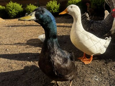 2 Male Ducks