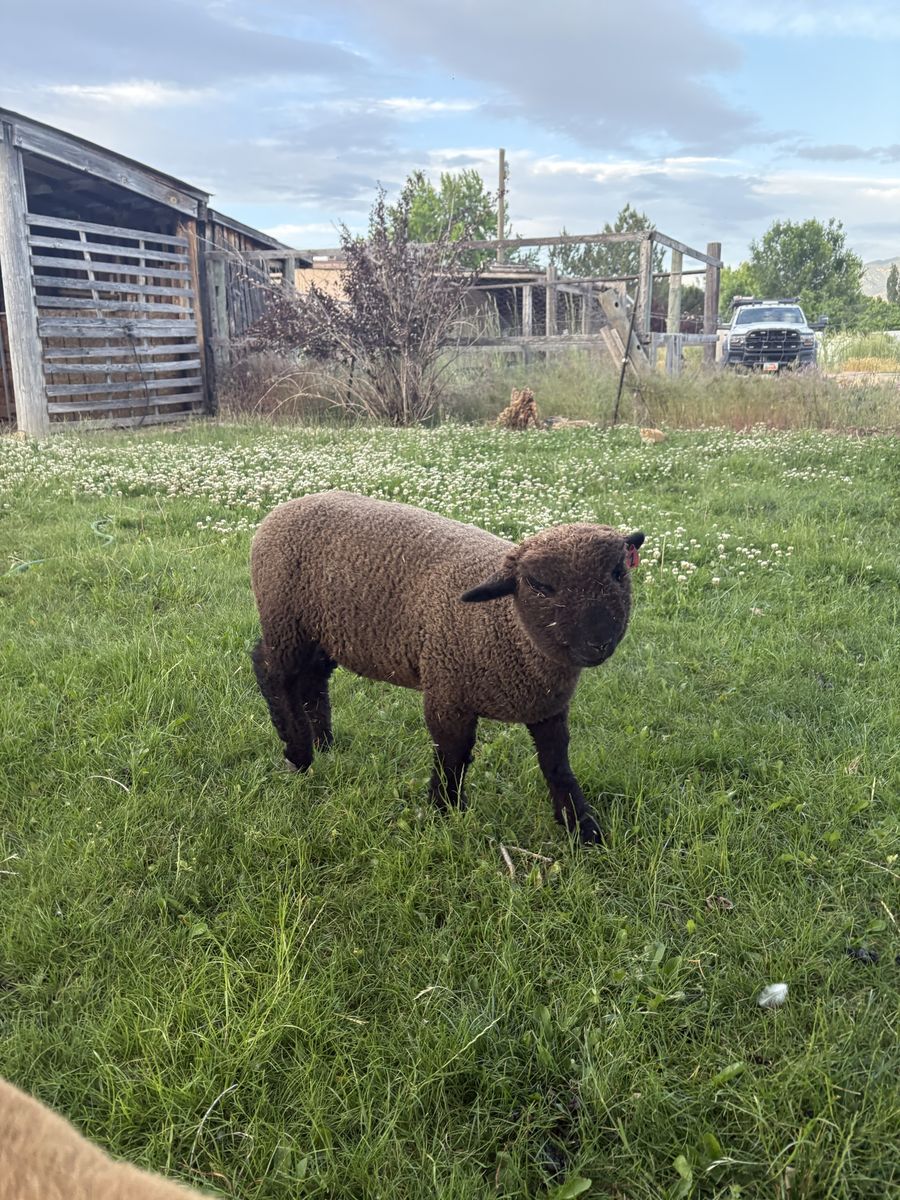Babydoll Lamb