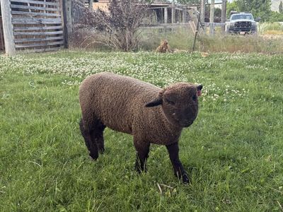 Babydoll Lamb