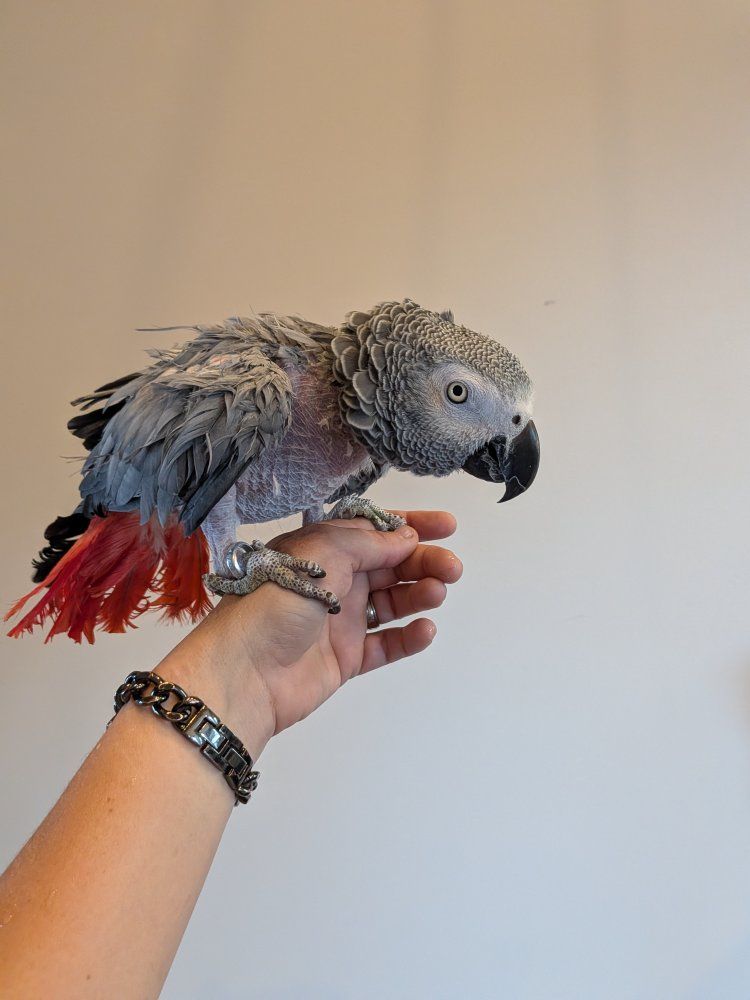 African Grey and cage PENDING
