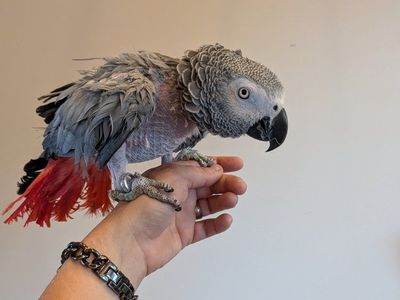 African Grey and cage PENDING