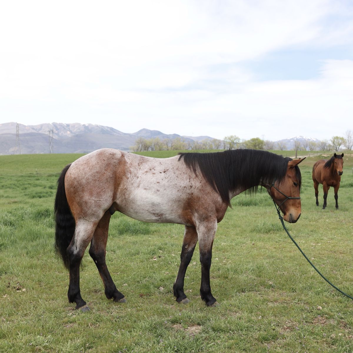 BLUE VALENTINE/DRIFTWOOD AQHA STUD