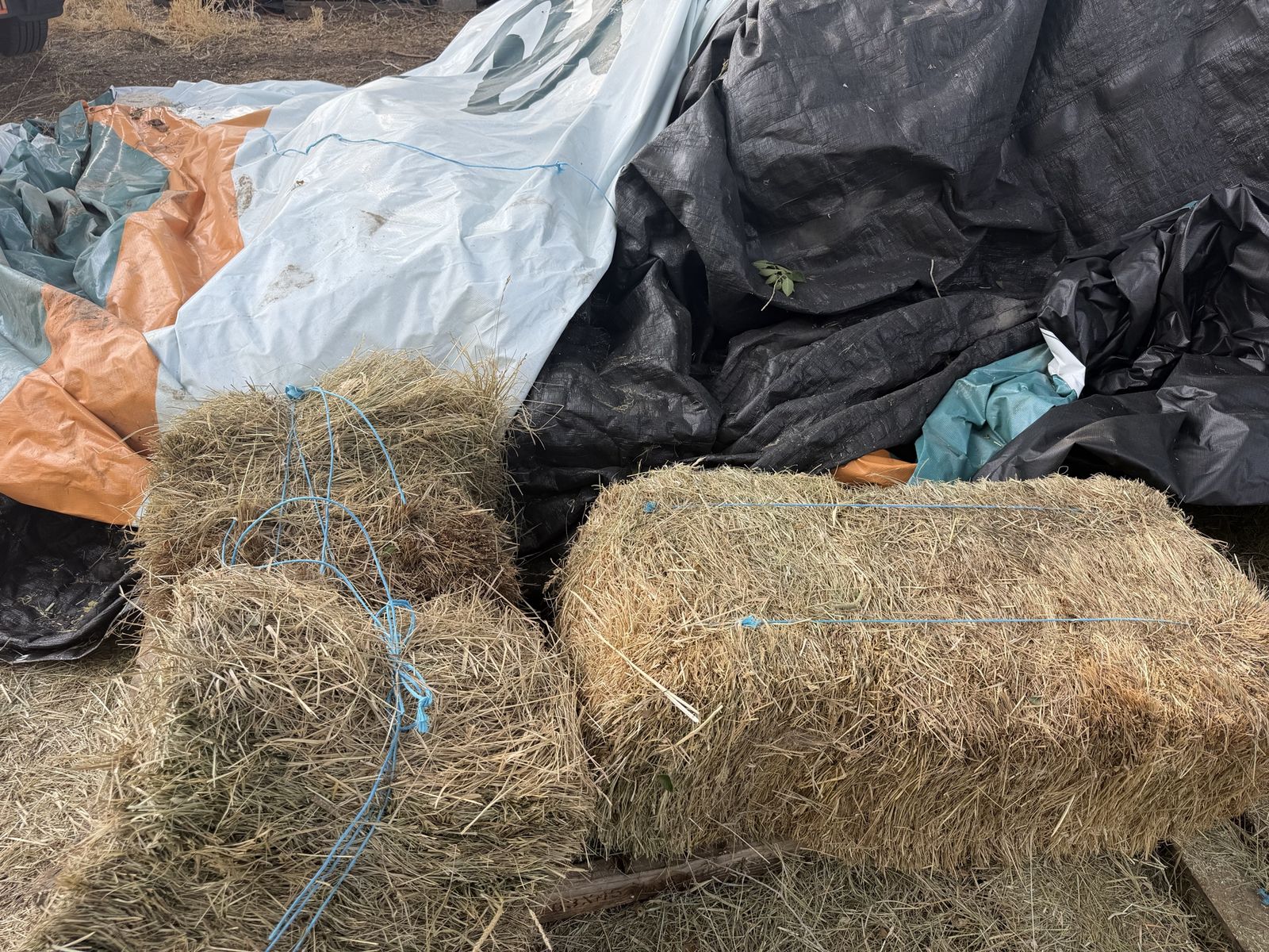 FREE Grass Hay