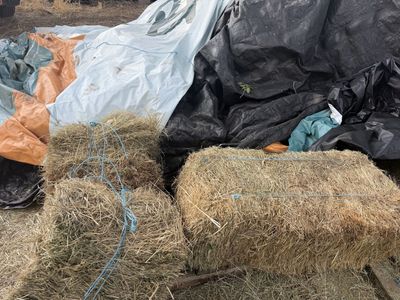 FREE Grass Hay