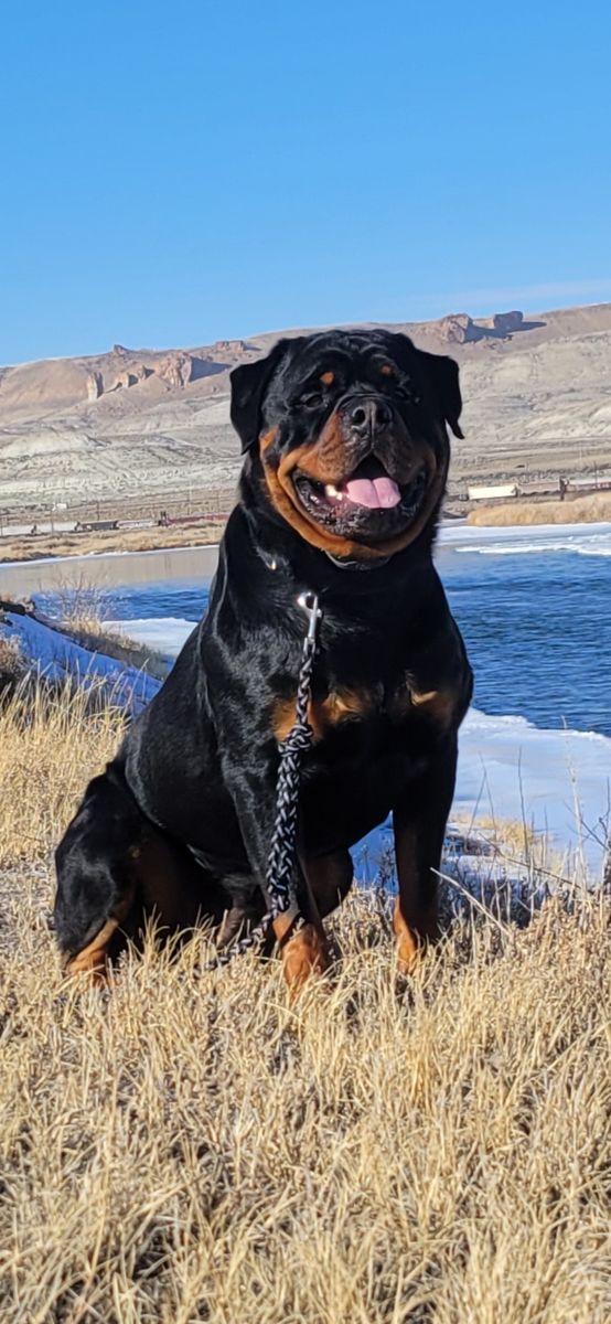 AKC Rottweiler Stud Service