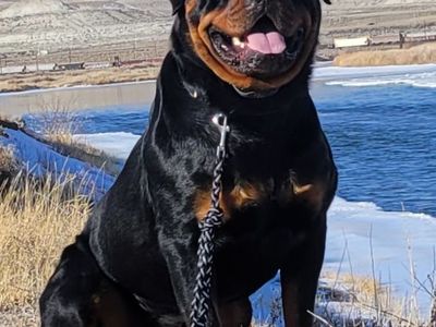 AKC Rottweiler Stud Service