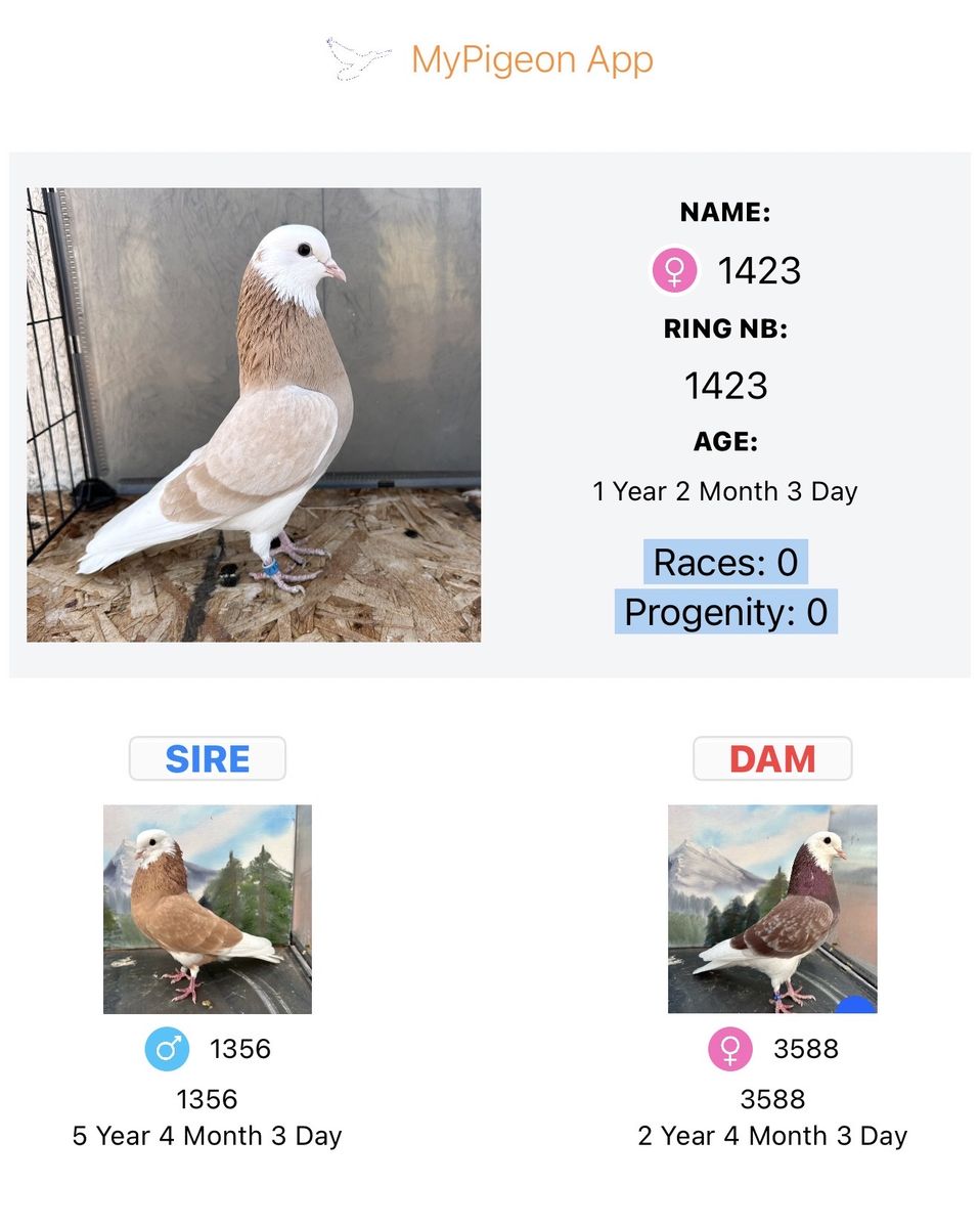 Birmingham Roller Baldhead Pigeons For Sale