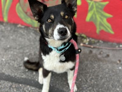 Hello my name is Gordita