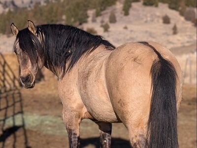 2026 breeding, Docs Peppy Concord AQHA dunskin stallion, 3 spots left