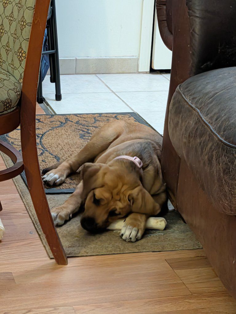Mastiff Mix Puppy 