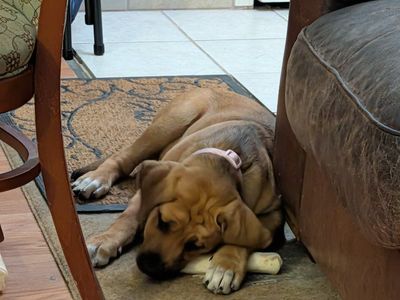 Mastiff Mix Puppy