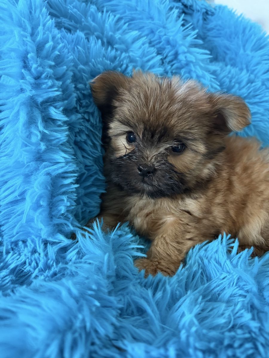 The Cutest Yorkie Shitzu Maltese Puppy Shmorkie