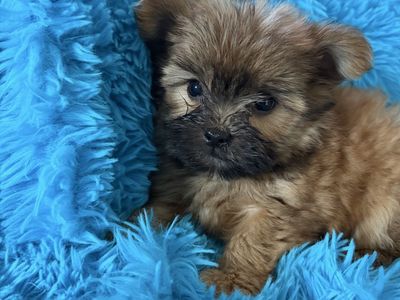 The Cutest Yorkie Shitzu Maltese Puppy Shmorkie