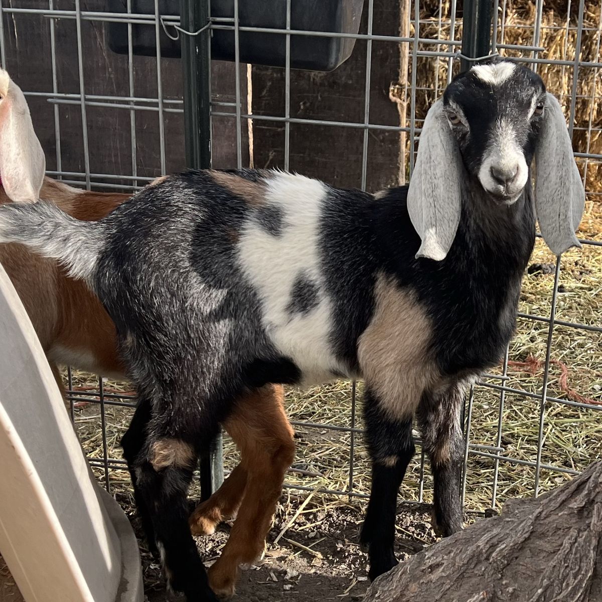 Buckling From Heavy Milk Lines