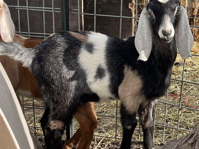 Buckling From Heavy Milk Lines