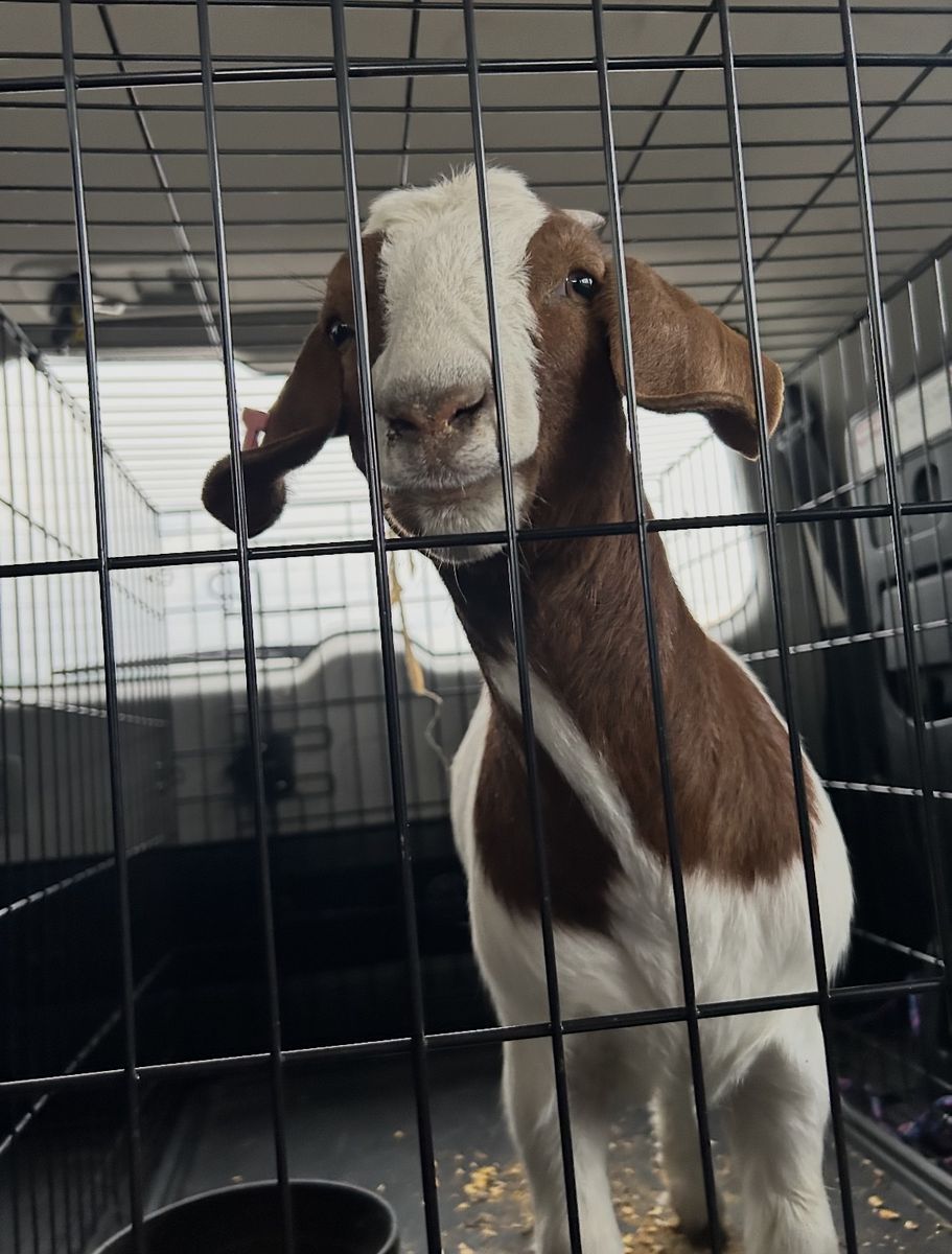 Family Boer Goat