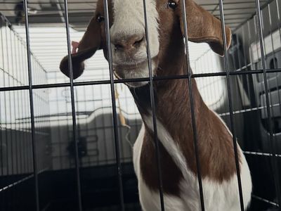 Family Boer Goat