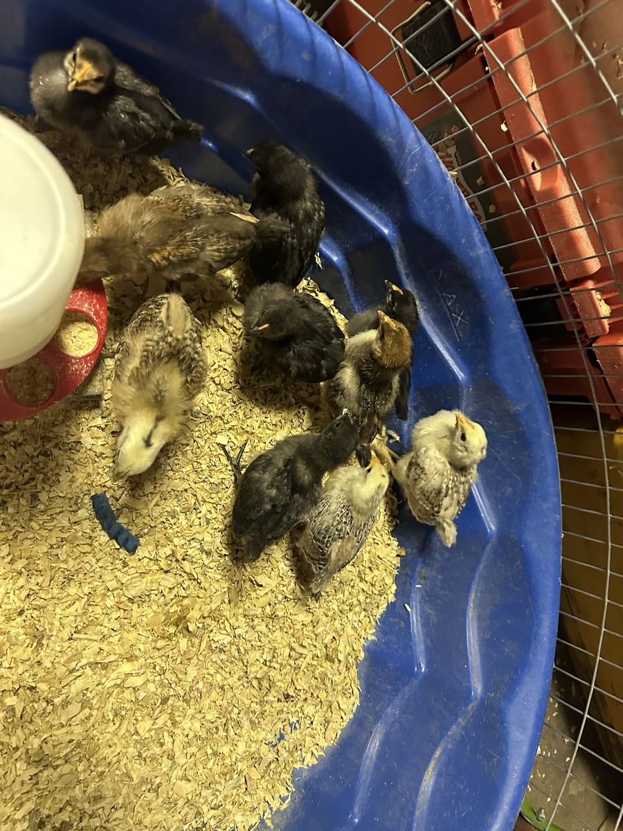 Assorted Baby Chicks - Healthy, Active, and Ready for a New Home! 2 weeks old.
