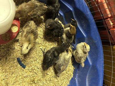 Assorted Baby Chicks - Healthy, Active, and Ready for a New Home! 2 weeks old.