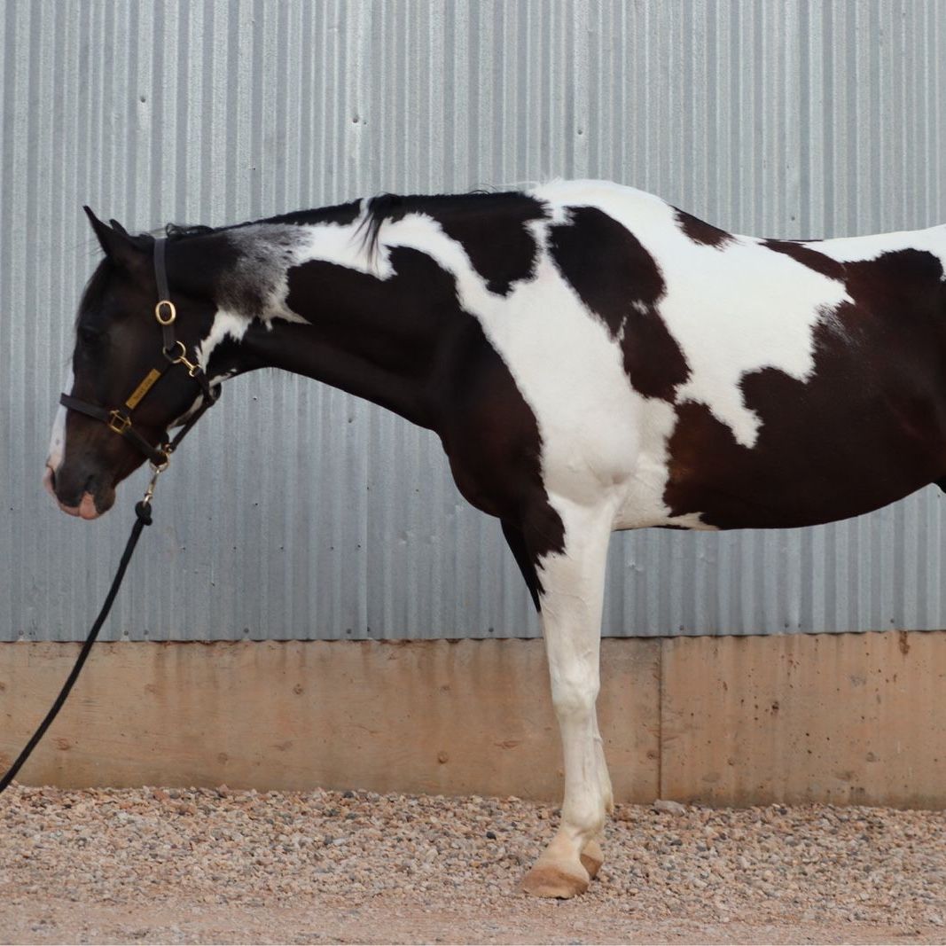 18 Year Old Bombproof Gelding