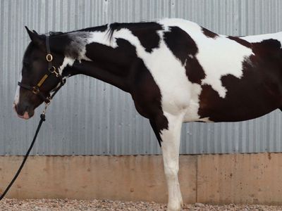 18 Year Old Bombproof Gelding