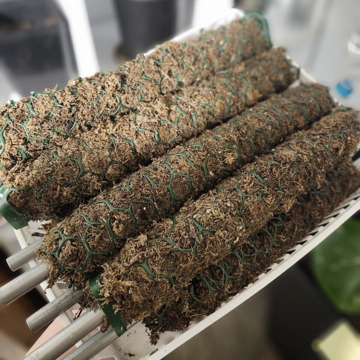 Premium 12" Moss Pole – Adjustable Core