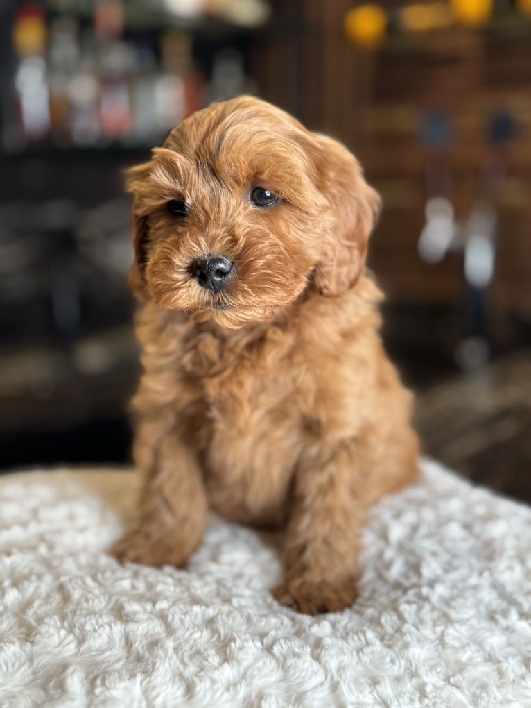 Tiny Deep Red Micromini Goldendoodle Puppies