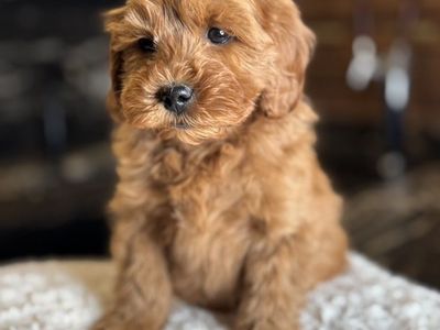 Tiny Deep Red Micromini Goldendoodle Puppies