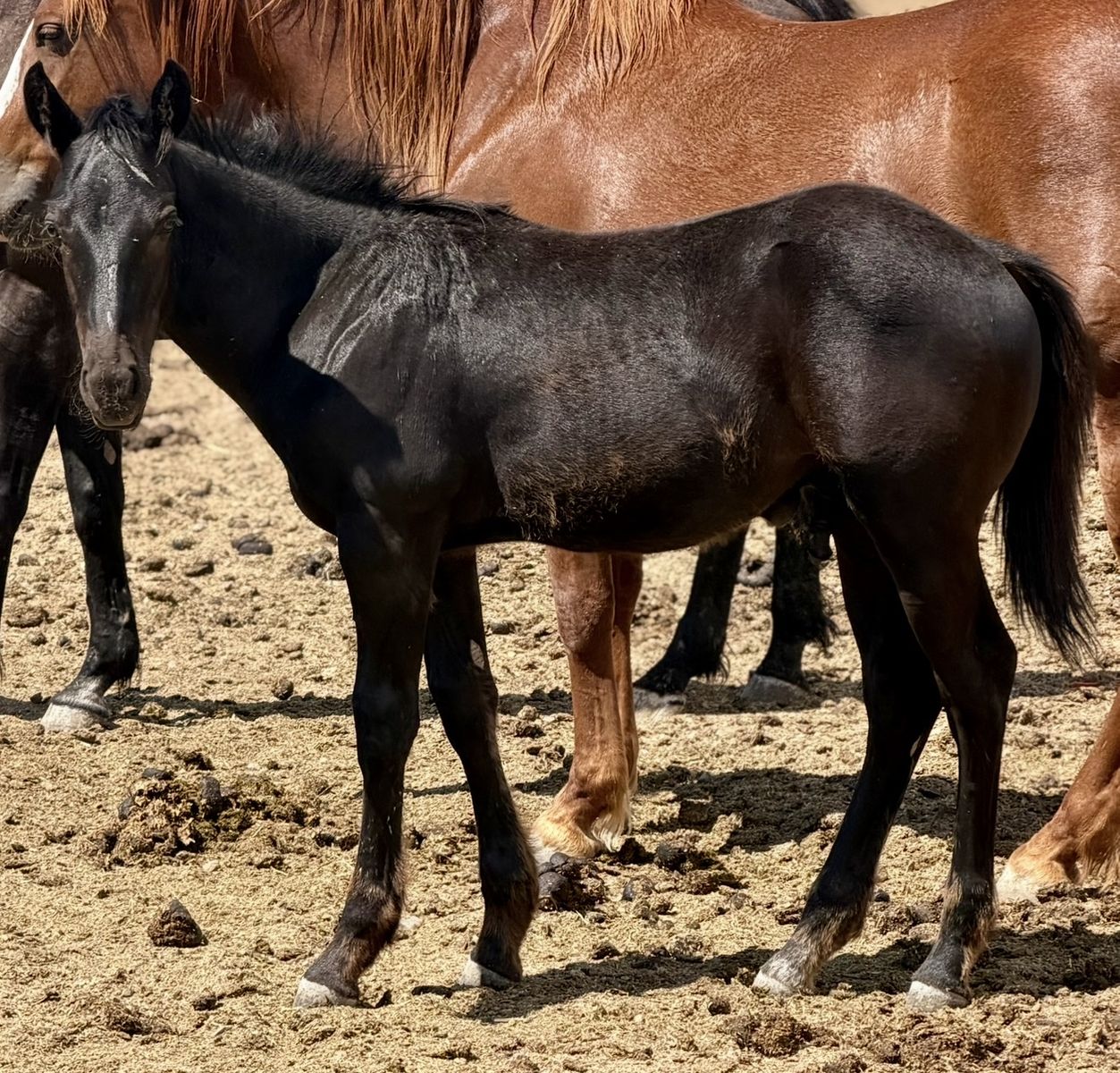 All Black 1/2 Draft Colt!