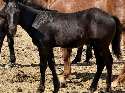 All Black 1/2 Draft Colt!