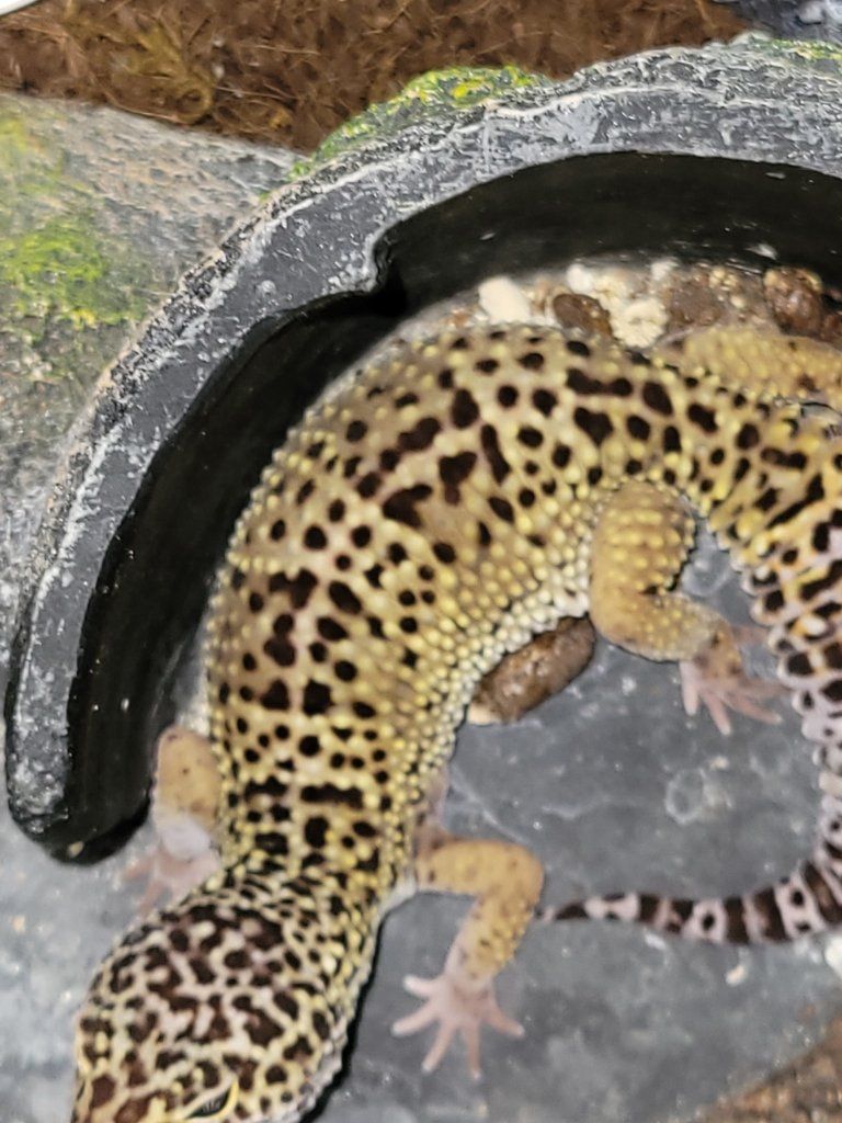 Male Leopard Gecko - "Barcode"