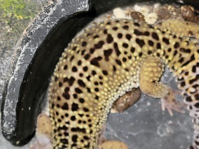Male Leopard Gecko - "Barcode"