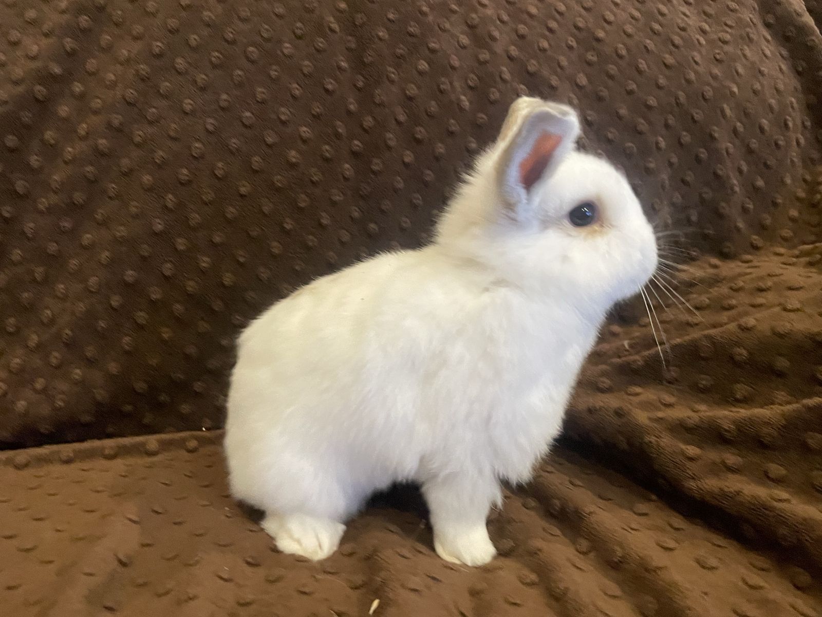 Holland Lop/ Mini Rex