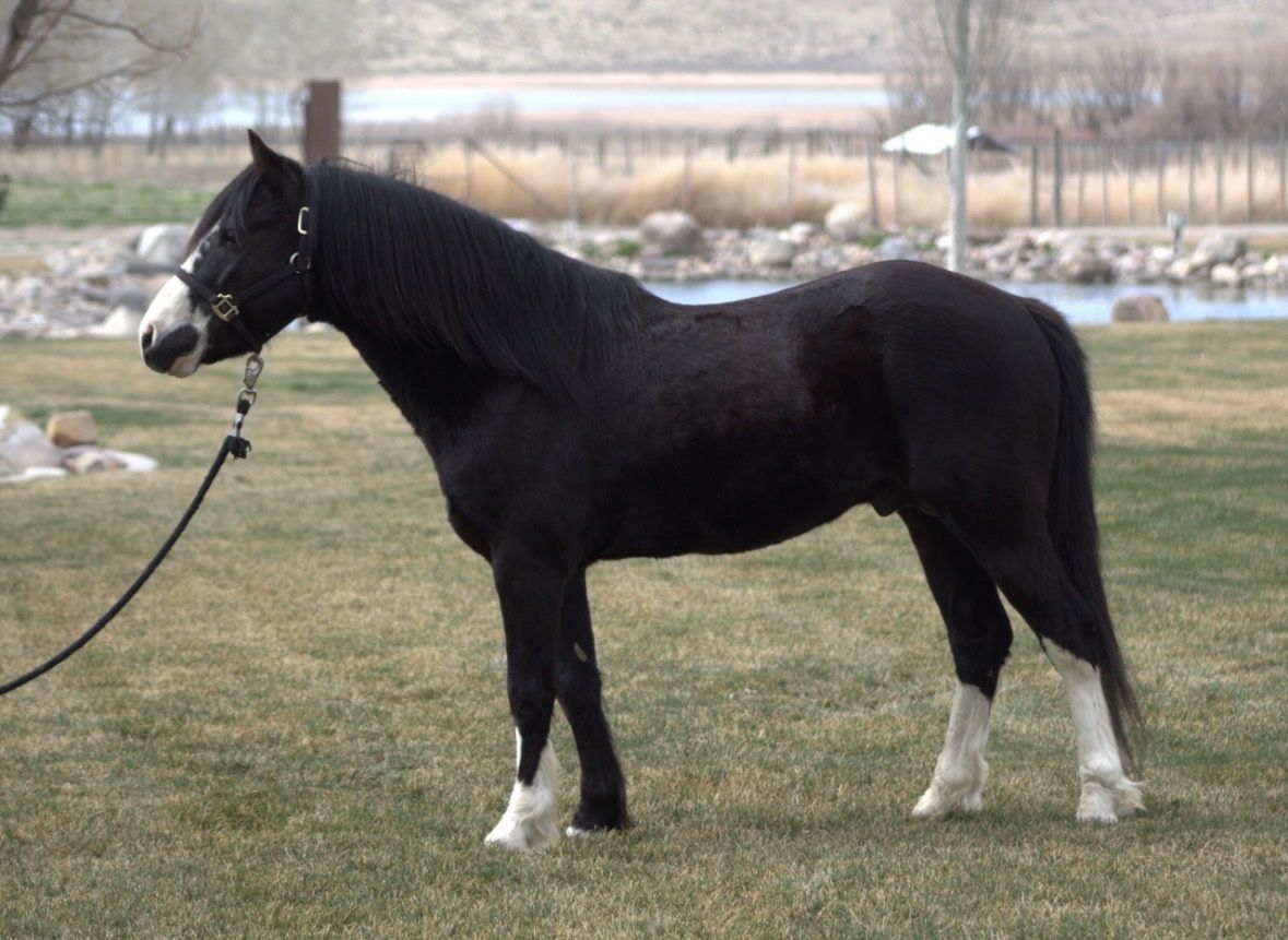 Stunning Mini Stud Pony