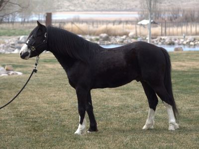Stunning Mini Stud Pony