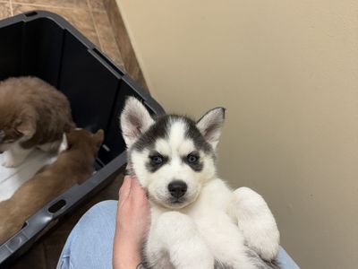 AKC Siberian Huskies
