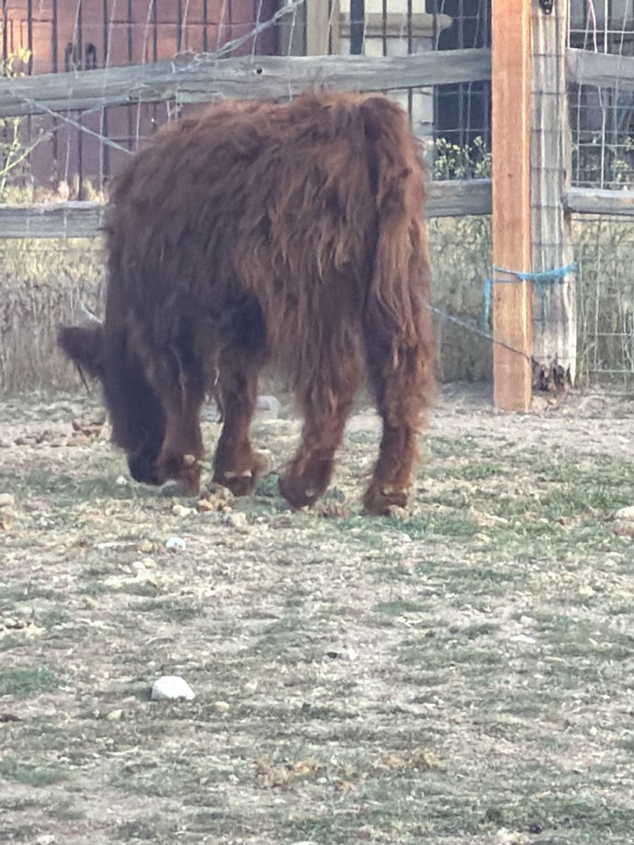 Highlander heifer