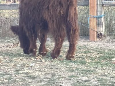 Highlander heifer