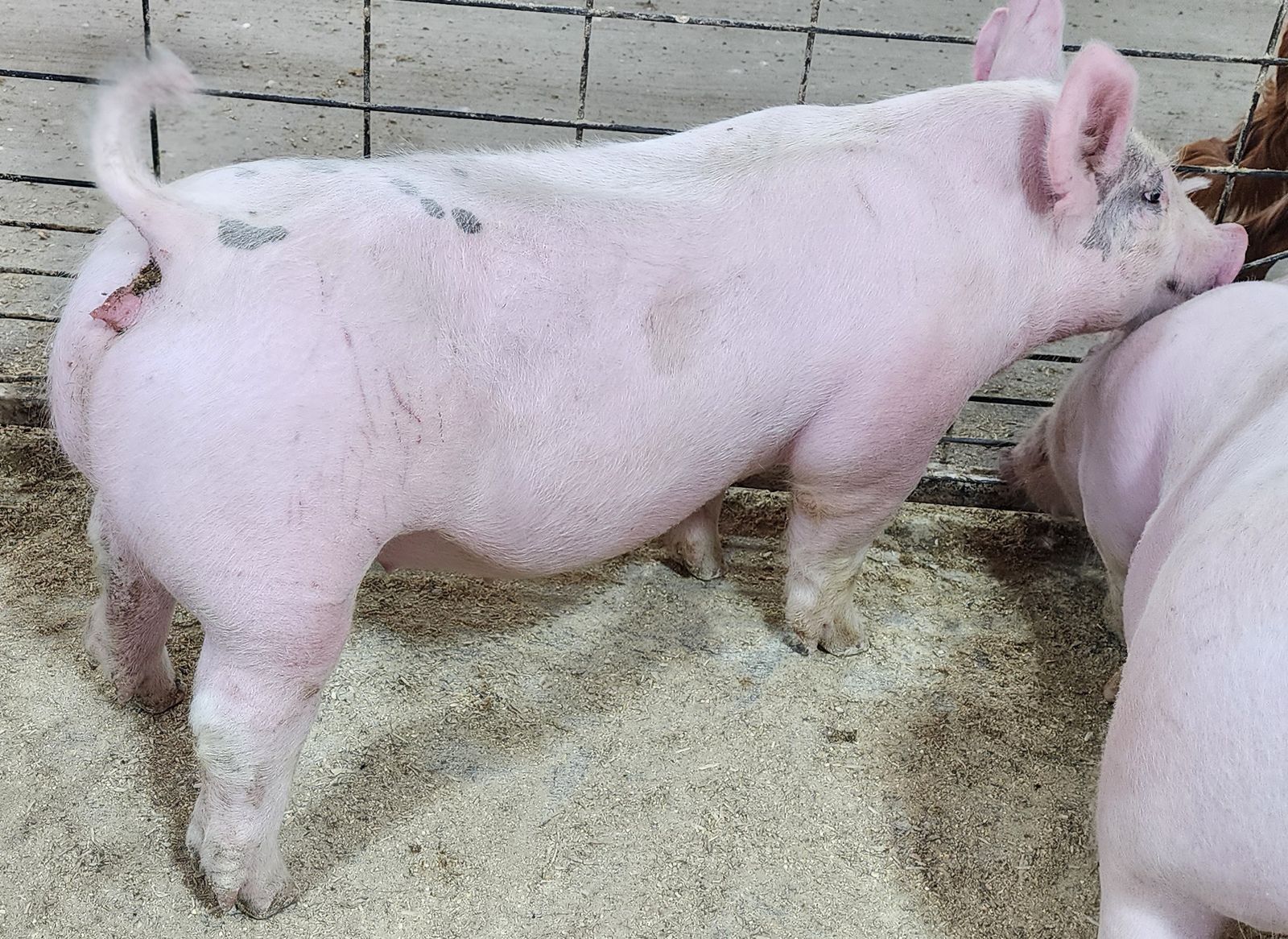 3 Breeding age gilts (1 year old)