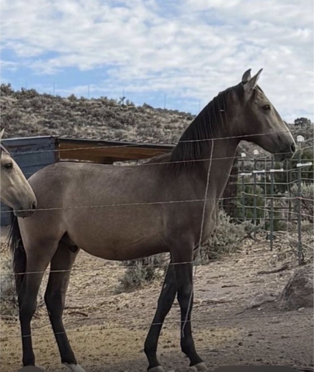 Horse Andalusian 