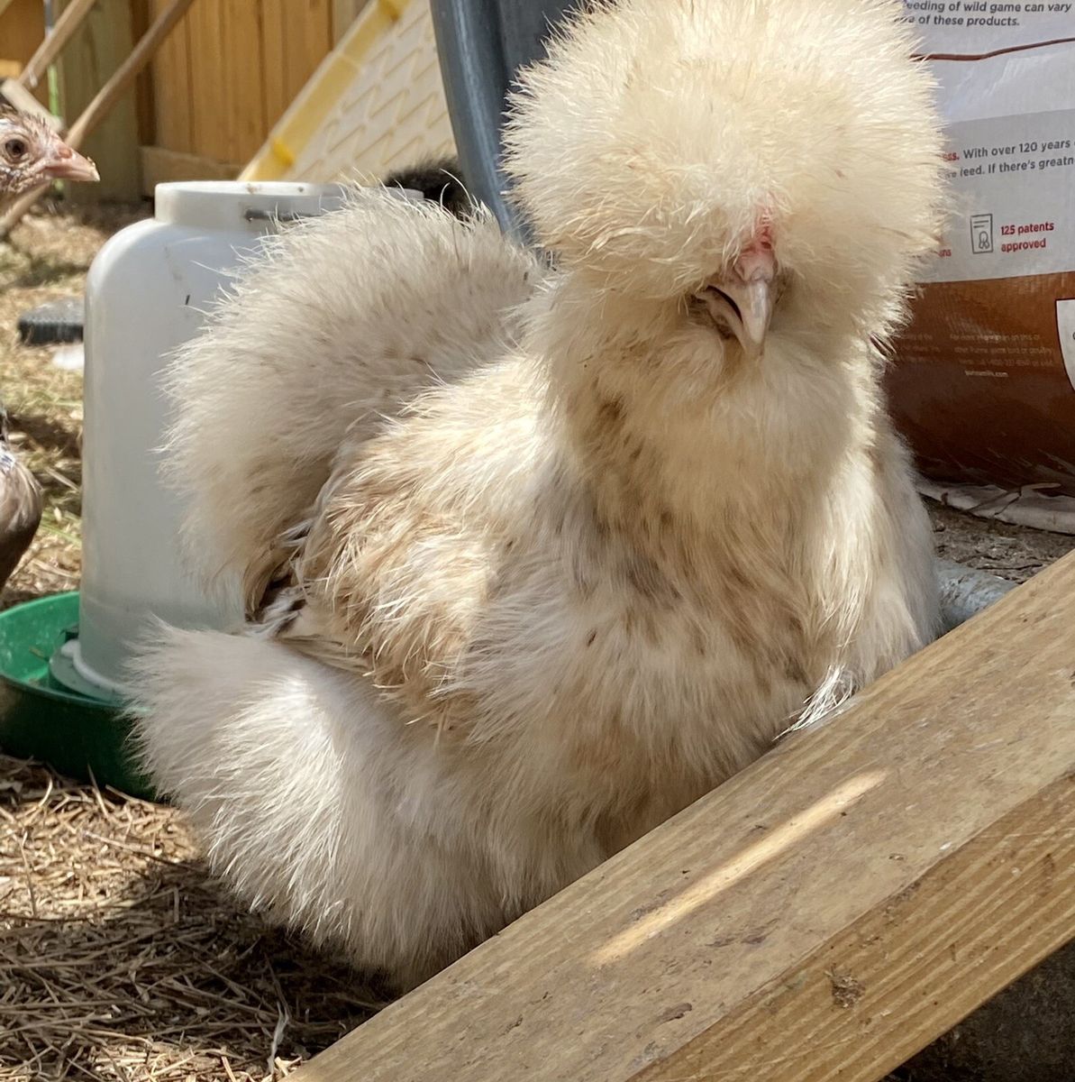 Silkie Chicks Available