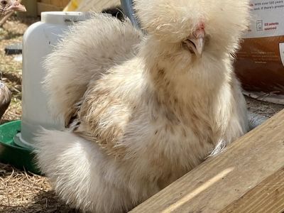 Silkie Chicks Available